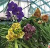 Ванда (Vanda) 